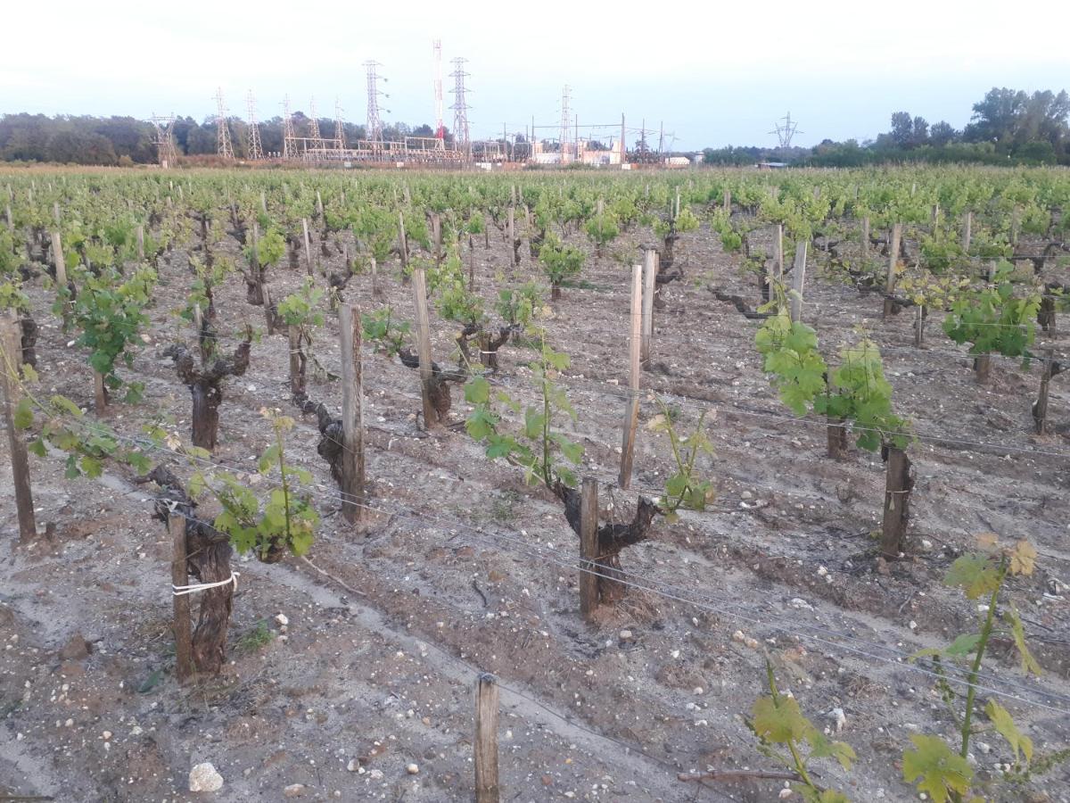Chateau Gunes Cissac-Médoc Εξωτερικό φωτογραφία